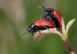 mating black and red beetles on a plant at blurred background