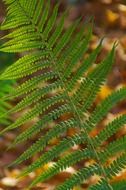 amazing nature green fern