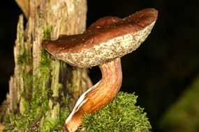 Chestnut mushroom near the tree