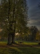 autumn herbsstimmung forest