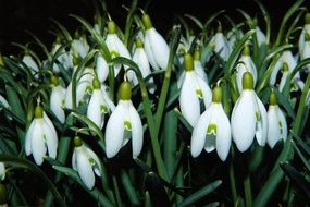 snowdrop flowers blooming in spring