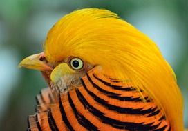 golden pheasant in wildlife