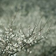 Black and white photo of a branch with white flowers