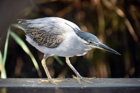 striated heron bird on black surface