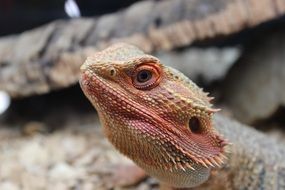 lizard bearded