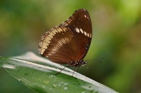 butterfly with brown wings on a leaf