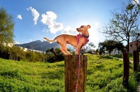 yellow puppy on a stump in the middle of beautiful nature