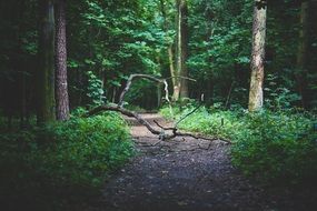 fallen branch on a forest path