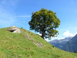 tree with green leaves on a green hill on the beautiful and colorful landscape