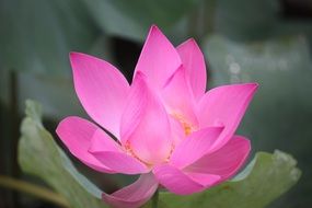 bright pink flower of the lotus close up