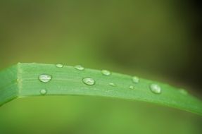 Raindrops on a green grass blade