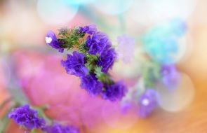 blurred purple flowers