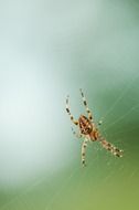 orange spider on a web on a blurred background