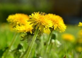 yellow dandelion meadow scene