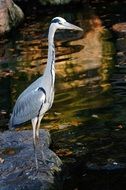 grey heron in wildlife