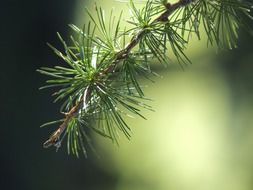 spruce branch close up