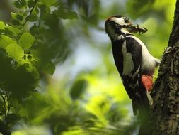 great spotted woodpecker eating worms on a tree