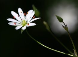 Close-up of the yellow flower in spring