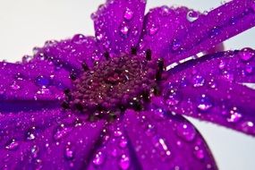 Purple flower rain drops macro view