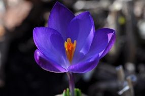 spring crocus flower