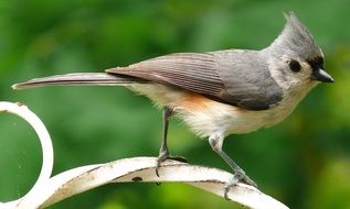 tufted titmouse bird