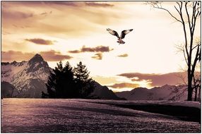 bird of prey in flight in monochrome image