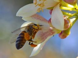 bee pollinates a flower on a lemon tree