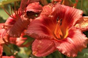 bright orange daylily close up
