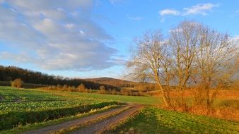 Landscape with the fields and the forest