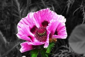 closeup picture of the purple poppy flower