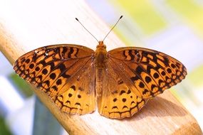 Brown butterfly on wooden shelf