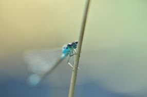 Blue dragonfly on a blade of grass