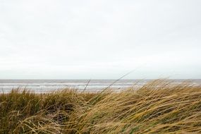 the wind bends tall grass on the coast