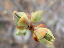 closeup picture of the green plants on a branch