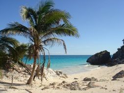 beach palm trees