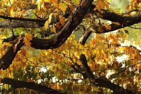 autumn, oak tree branches mirroring in water