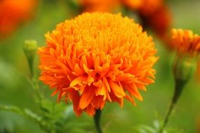orange fluffy flower on the flowerbed