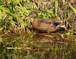 delightful duck female