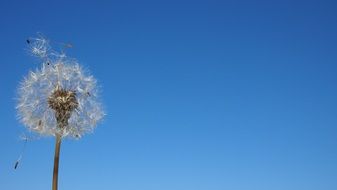 dandelion at the spore wind