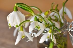 Bouquet of snowdrops in a glass