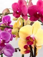 colorful flowers of moth orchid, phalaenopsis