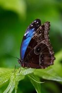 beautiful and delightful blue morpho butterfly in the wildlife