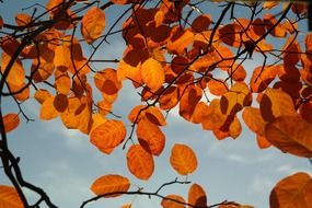 amelanchier leaves in autumn