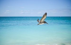 pelican flying seashore