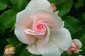 asperin rose close up