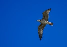 Seagull in flight in blue sky