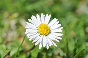 white daisy flower blossom