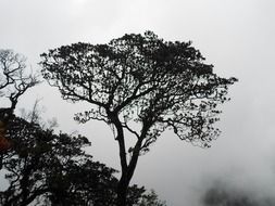 black tree on a background of foggy forest