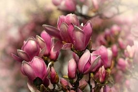 Amazing Pink flowers bloom