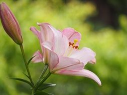lily flowers